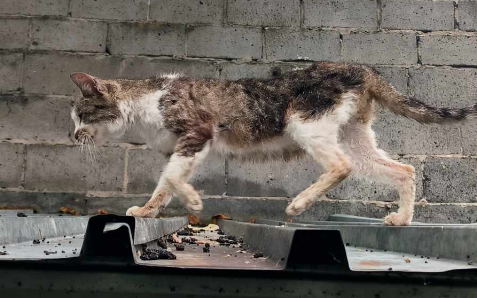 
        Zbiórka Basia - kotka niczyja - zdjęcie główne
    