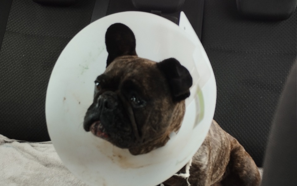 
        Zbiórka Urodzinowa zbiórka Malwiny - zdjęcie główne
    