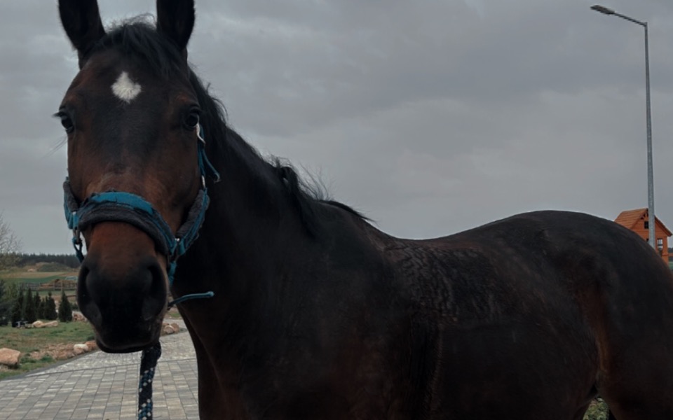 
        Zbiórka Upragniony koń - zdjęcie główne
    
