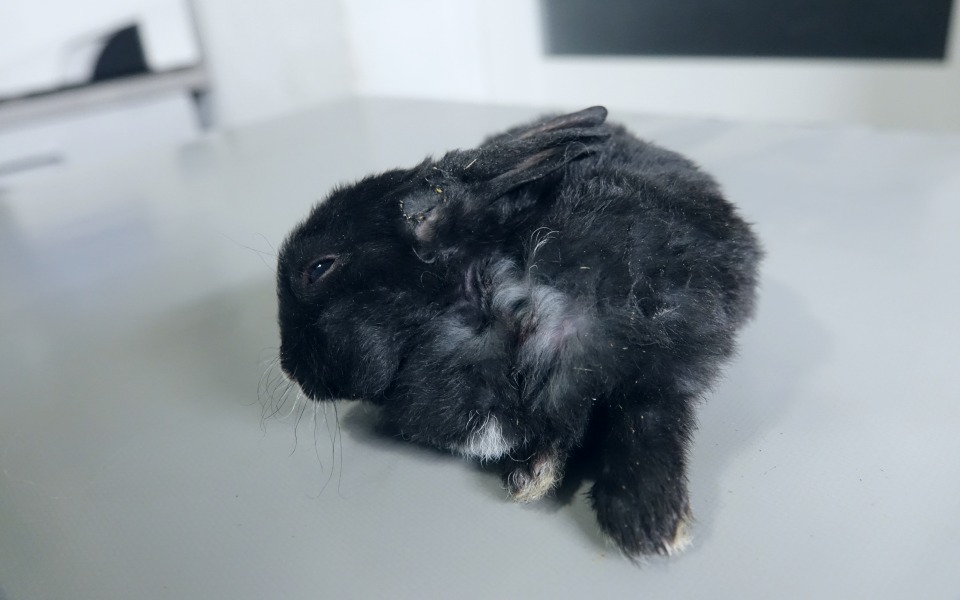 
        Zbiórka Leczenie nocnych zwierząt - zdjęcie główne
    