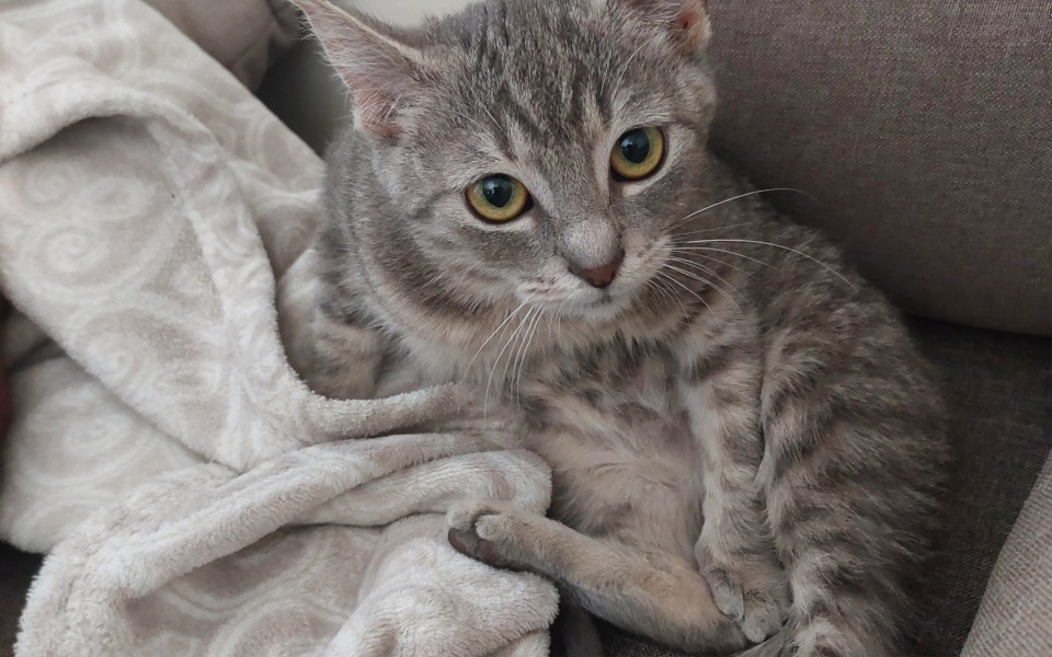 
        Zbiórka Pilnie potrzebna pomoc. - zdjęcie główne
    