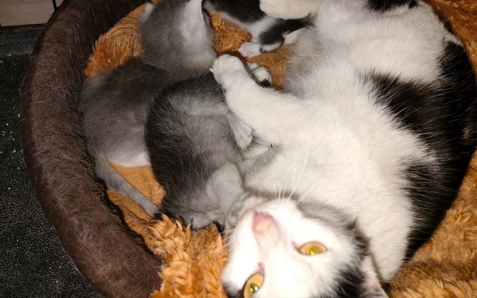 
        Zbiórka Dla życia kocicy i 3 maluszków. - zdjęcie główne
    