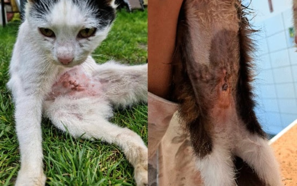 
        Kot z raną na brzuchu, obok zdjęcie jego łapy.
    