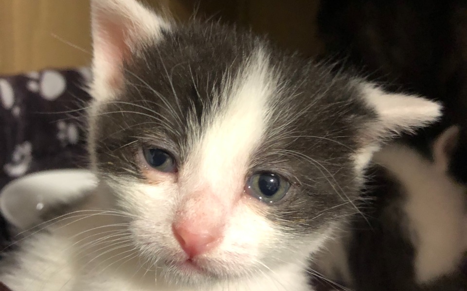 
        Zbiórka Kluski i Fasolki - zdjęcie główne
    