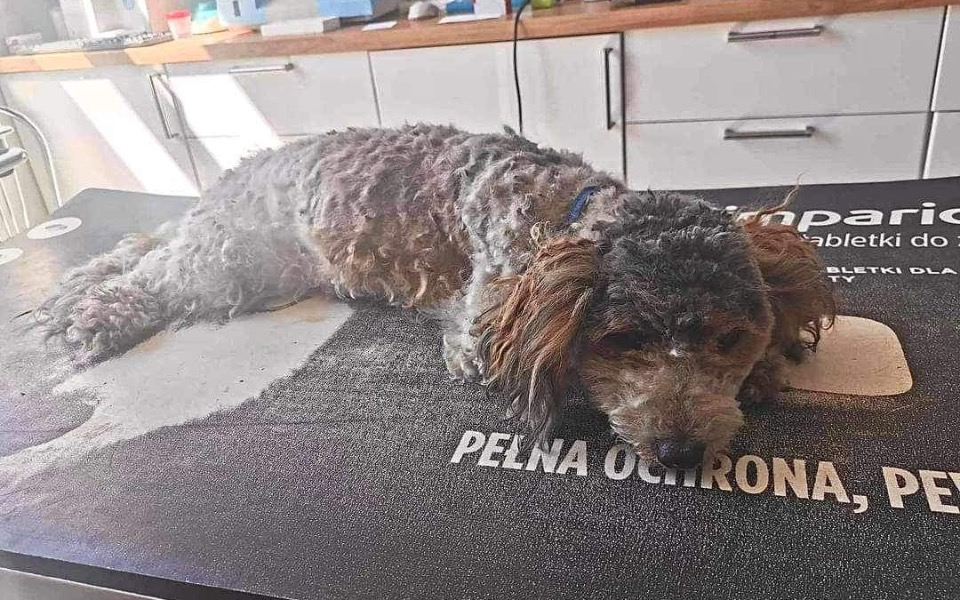
        Zbiórka Życie czy śmierć potrącona psina - zdjęcie główne
    