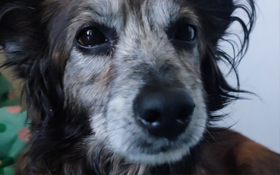 
        Zbiórka Psi przyjaciel - leczenie - zdjęcie główne
    