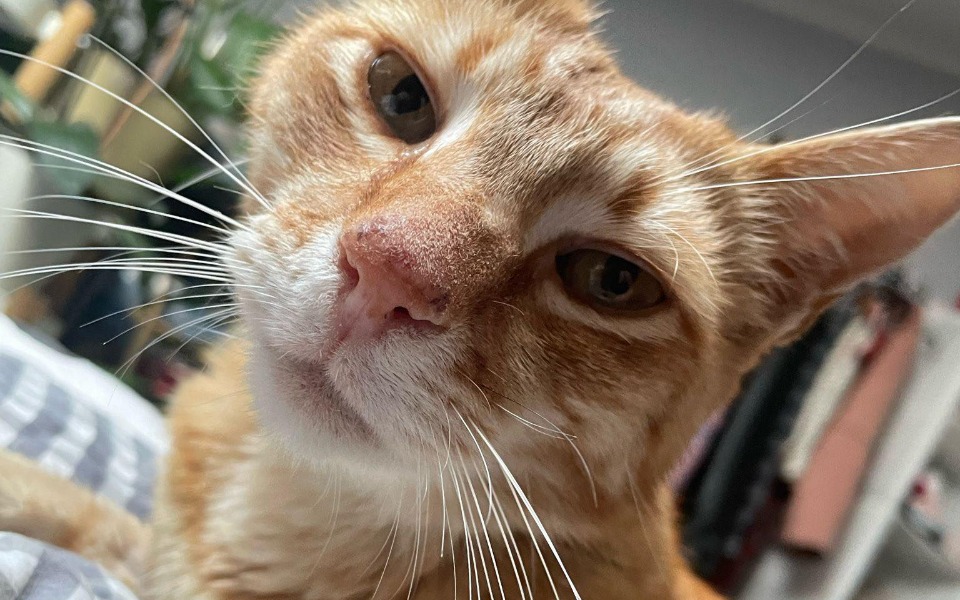 
        Zbiórka Walka o życie Tofisia - zdjęcie główne
    