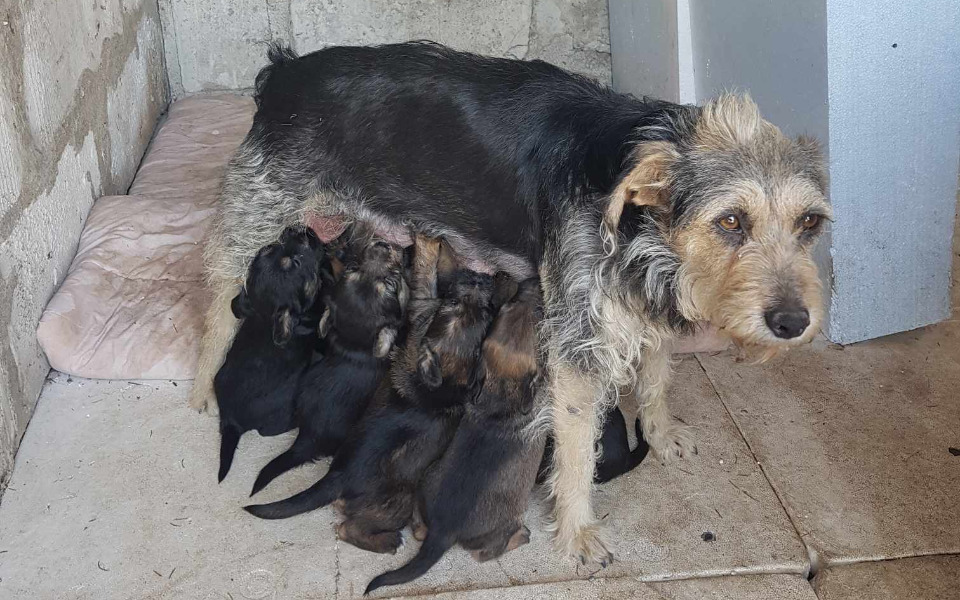 Zbiórka Walka o ich życie - zdjęcie główne