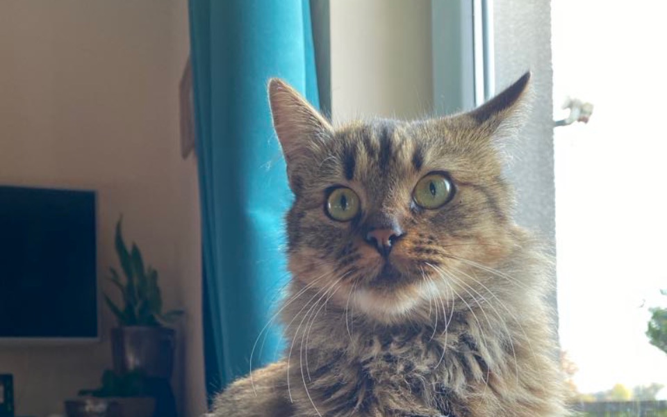 
        Zbiórka Leczenie Fiki - zdjęcie główne
    