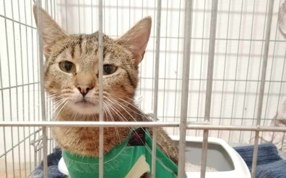 
        Zbiórka Ratunek dla kotów z Biebrzy - zdjęcie główne
    