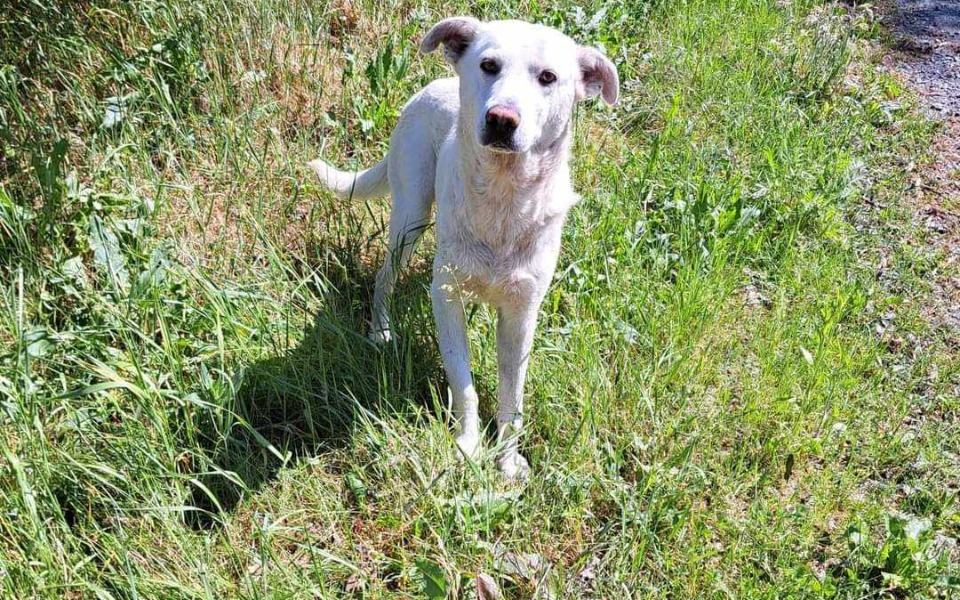 
        Zbiórka Wykończony tułaczką, niczyj... - zdjęcie główne
    