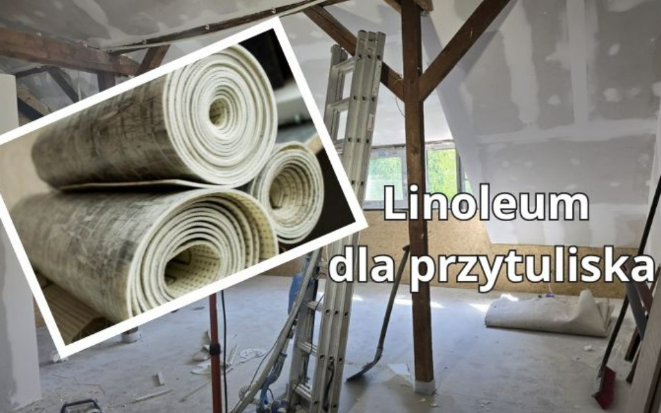 
        Zbiórka PILNIE potrzebne Linoleum - zdjęcie główne
    