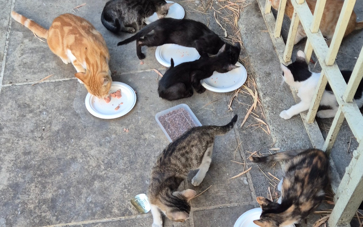 
        Grupa kotów jedzących z talerzy na podwórku.
    