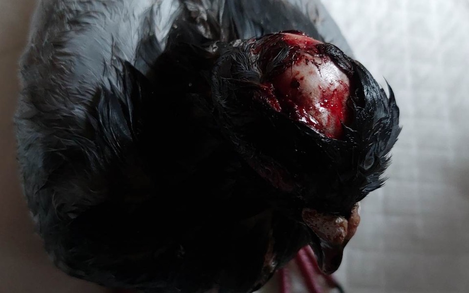 
        Zbiórka Skrzydlaty Dom...pisane piórem.. - zdjęcie główne
    