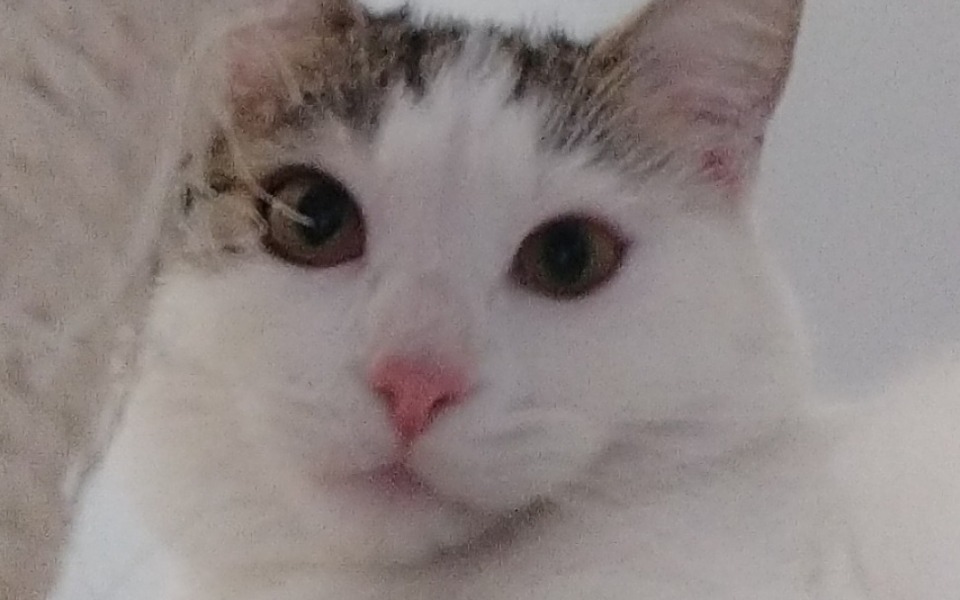 
        Zbiórka Zabieg cesarskiego cięcia kota - zdjęcie główne
    