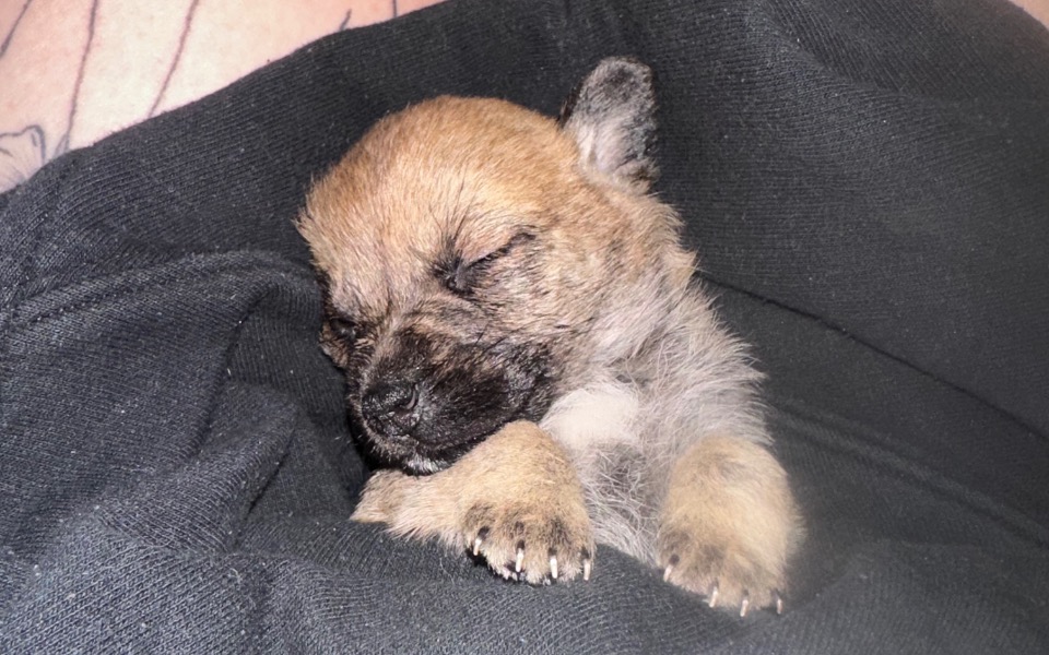 
        Zbiórka Na leczenie Argusa - zdjęcie główne
    