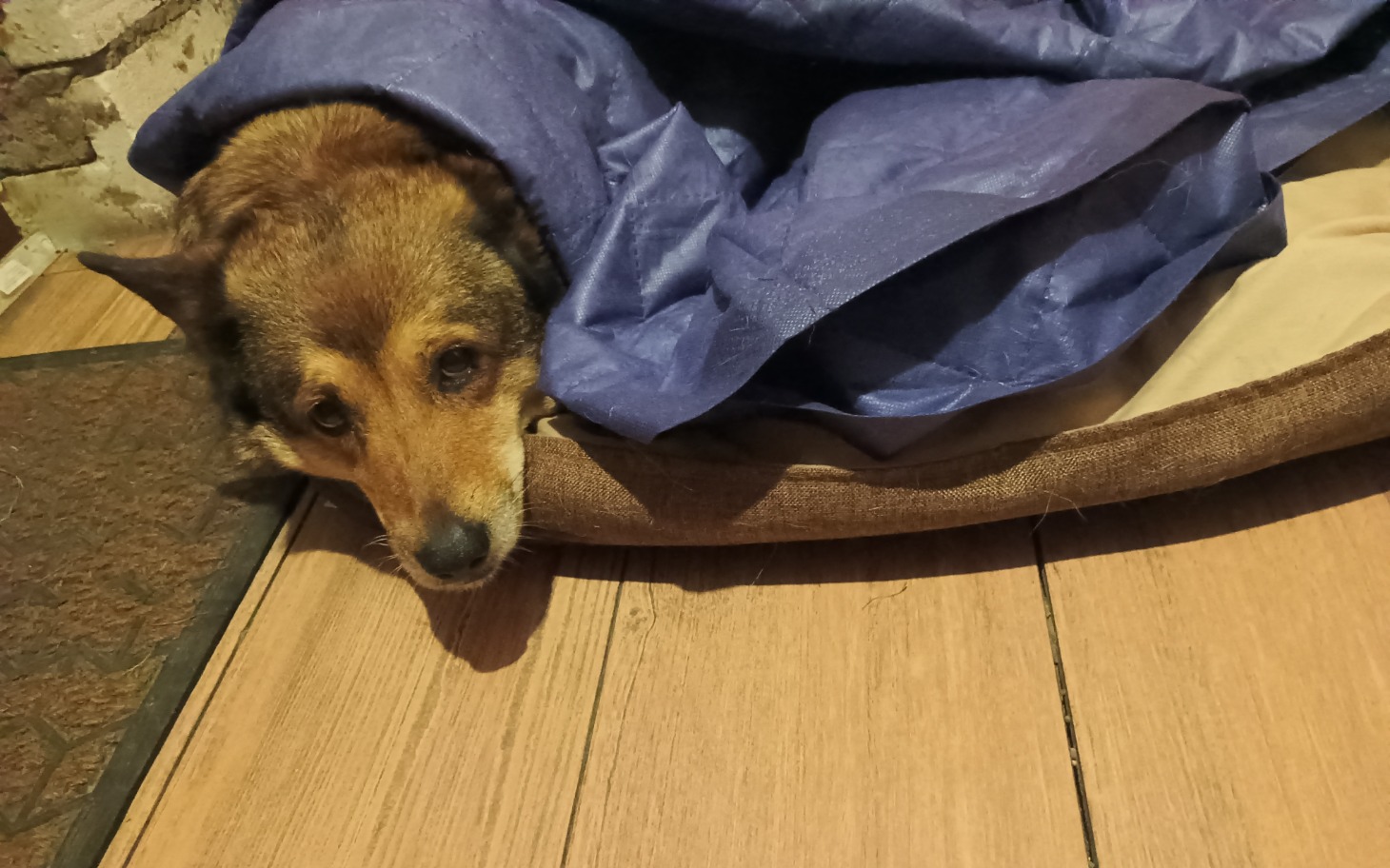 
        Pies owinięty w koc, wyglądający na zrelaksowanego.
    