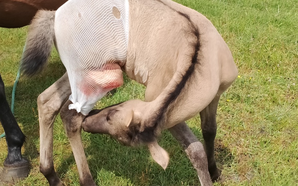 
        Zbiórka Pomożecie Gray Beauty - zdjęcie główne
    