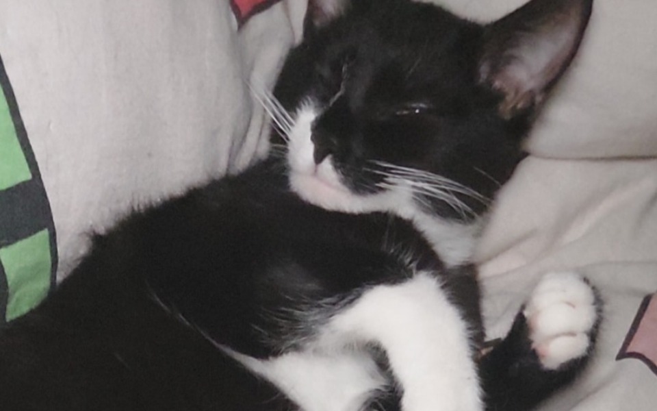 
        Zbiórka Sterylizacja kotki nany - zdjęcie główne
    