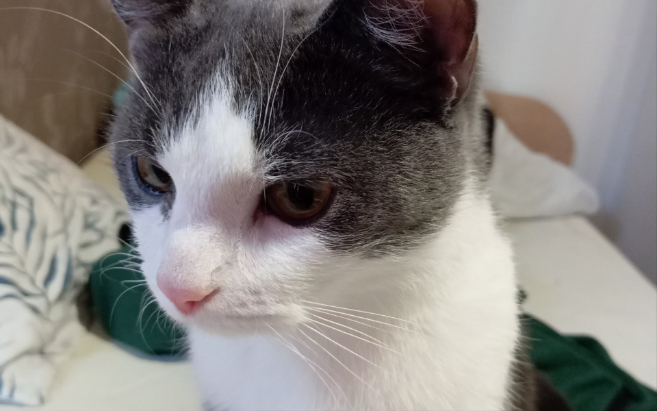 Zbiórka Felek zbiera na złamaną nóżkę - zdjęcie główne