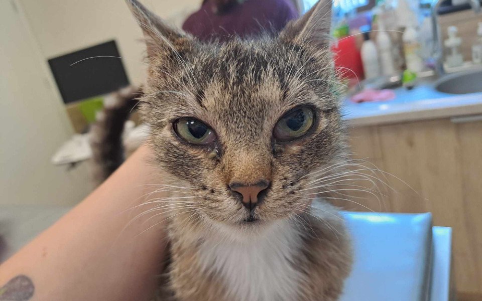 Zbiórka Proszę o jedzonko Andrzejek - zdjęcie główne