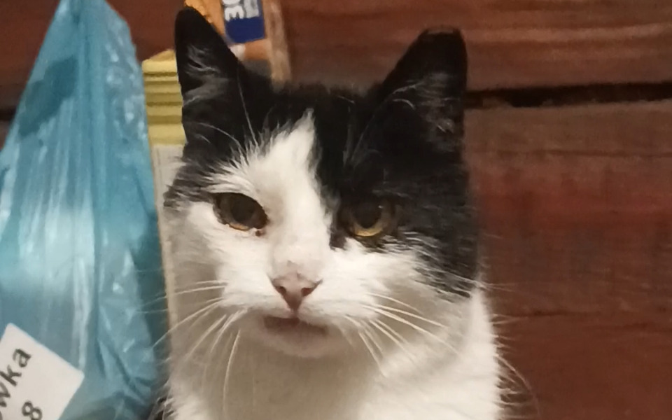 Zbiórka Orzeszka Proszę o karmę - zdjęcie główne