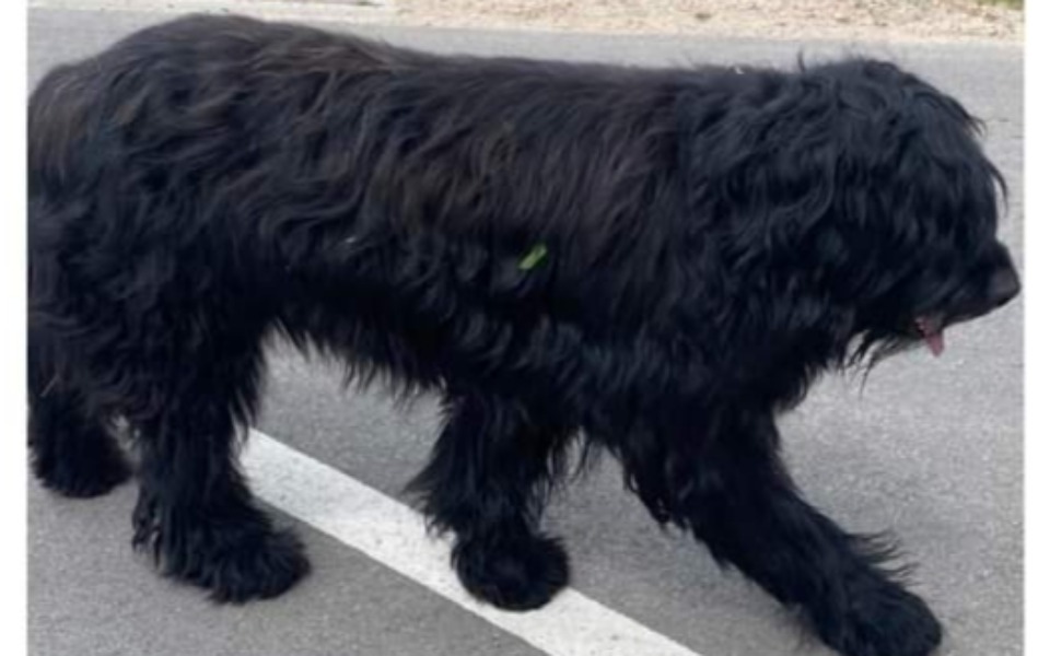 
        Zbiórka Transport do hotelu dla suni - zdjęcie główne
    