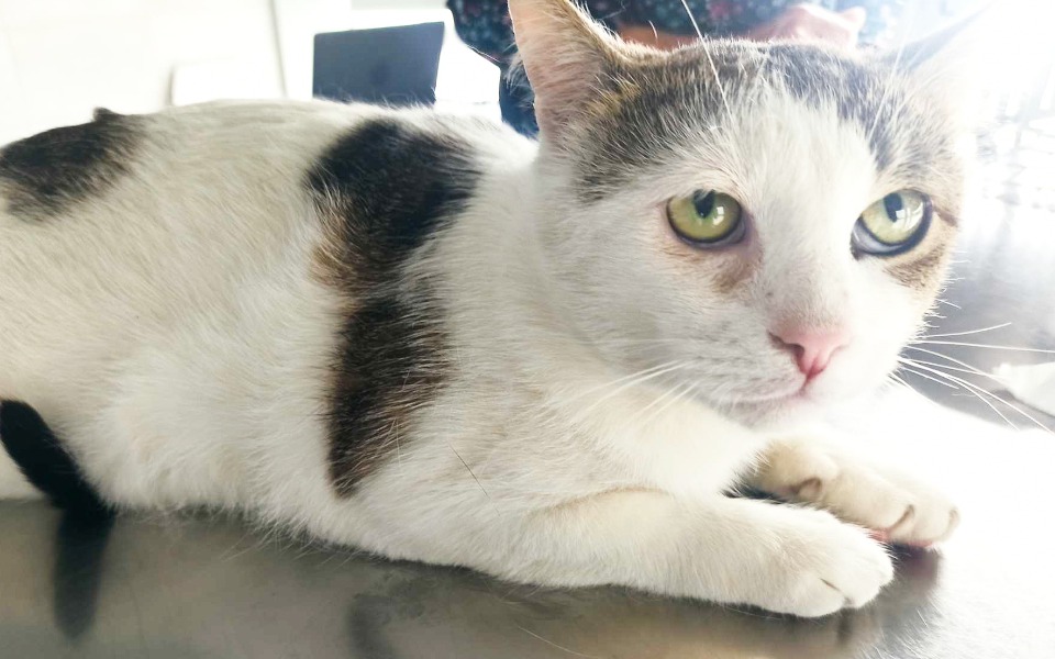 Zbiórka Życie bez bólu dla Łobuza - zdjęcie główne