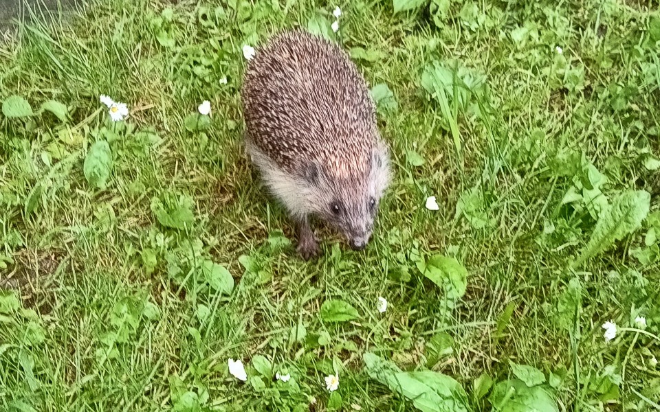 
        Zbiórka Wysokojakościowa karma dla kotów - zdjęcie główne
    