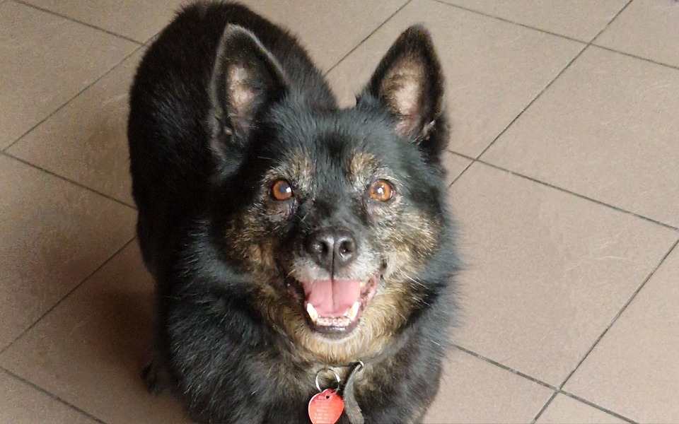 Zbiórka Na leczenie psich seniorków - zdjęcie główne