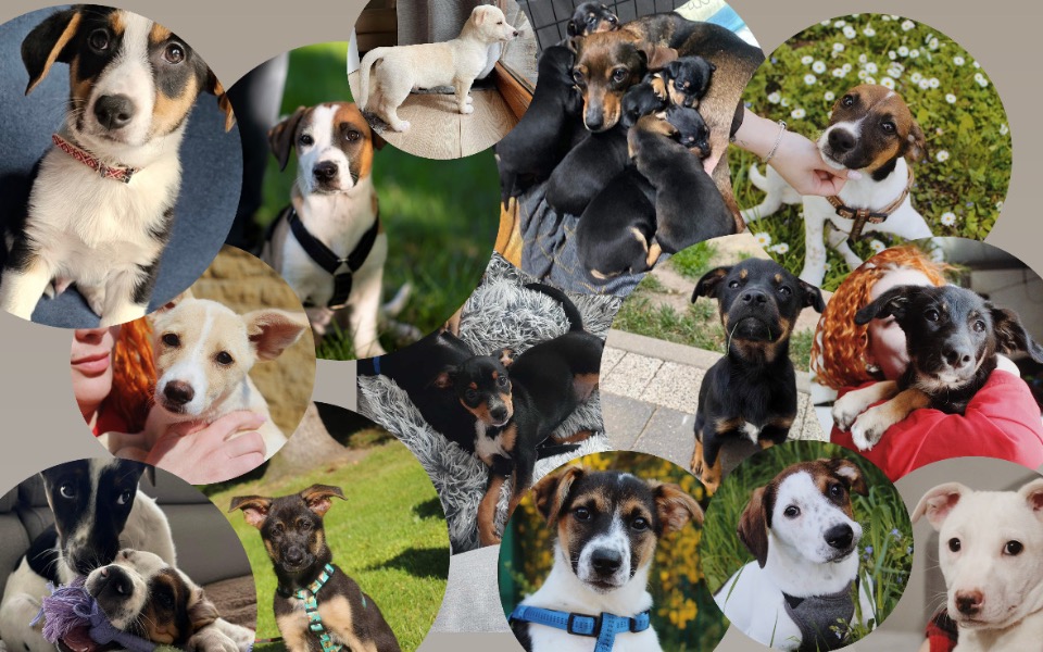 
        Zbiórka SZCZENIAKOWY ALERT help - zdjęcie główne
    