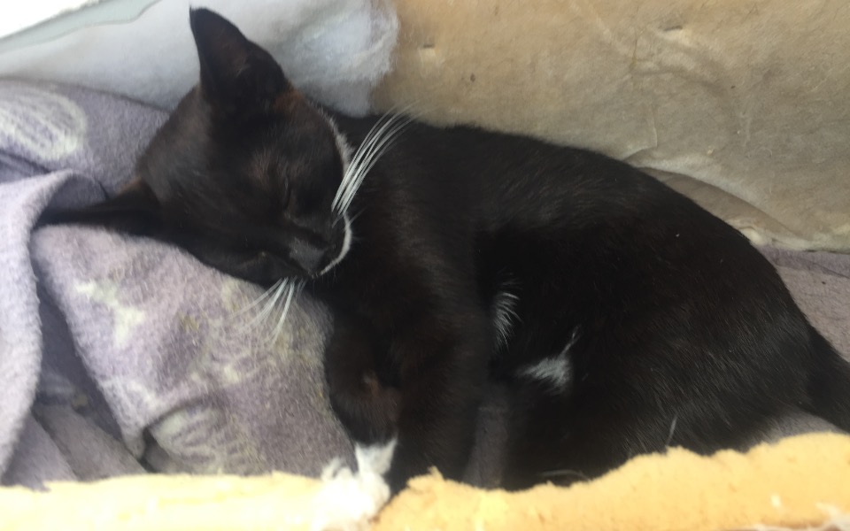 
        Zbiórka Karma dla potrzebujących kotów - zdjęcie główne
    