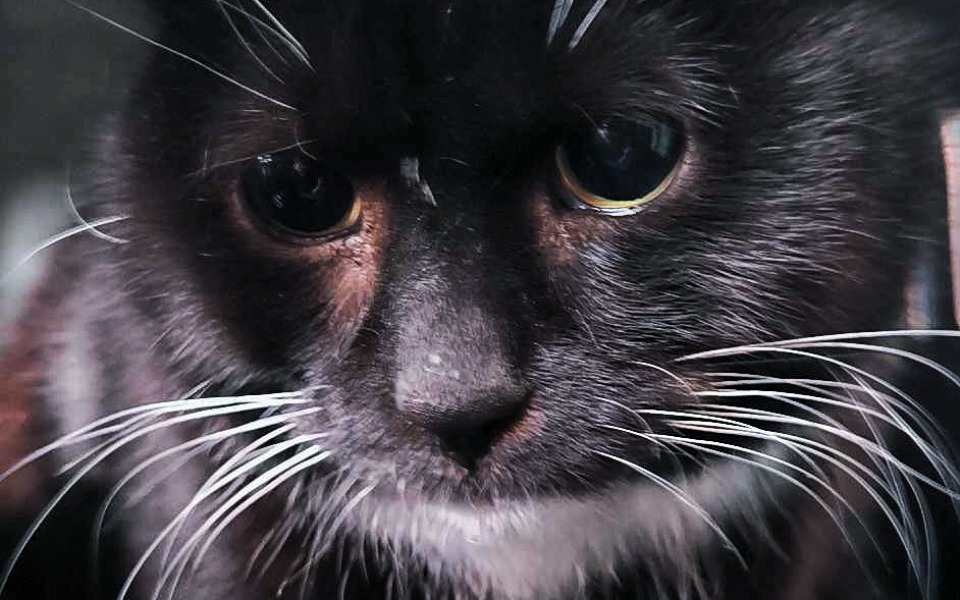 
        Zbiórka Uratujmy Ptysia i jego nerkę - zdjęcie główne
    