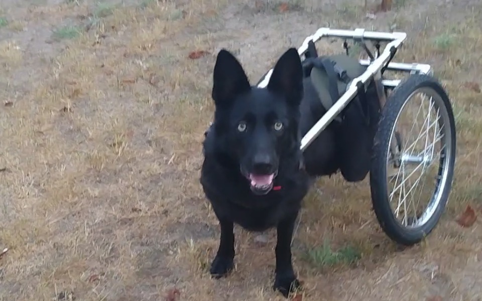 
        Zbiórka Adel straciła możliwość chodzic - zdjęcie główne
    