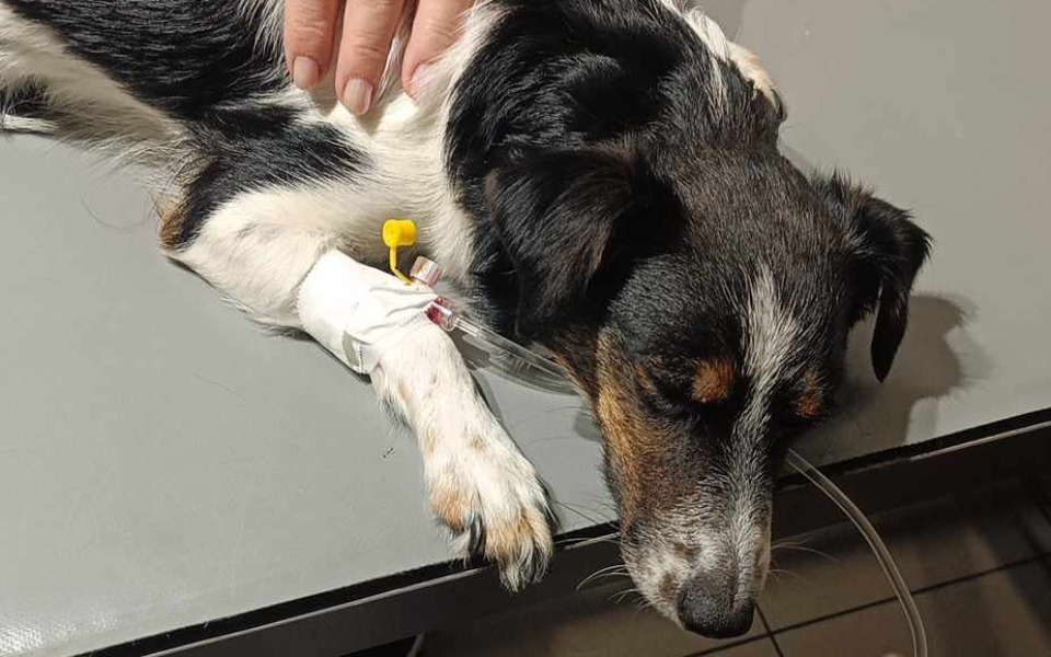 
        Zbiórka Ratowanie życia Mikusi - zdjęcie główne
    