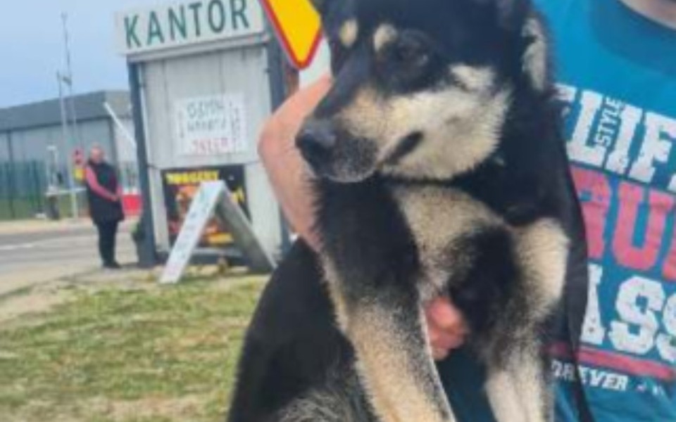 Zbiórka Porzucony przez pomagaczkę. - zdjęcie główne