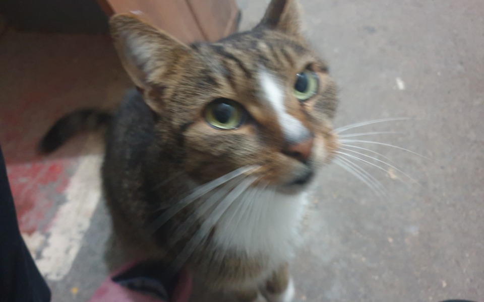 
        Zbiórka Na leczenie i szczepienie - zdjęcie główne
    