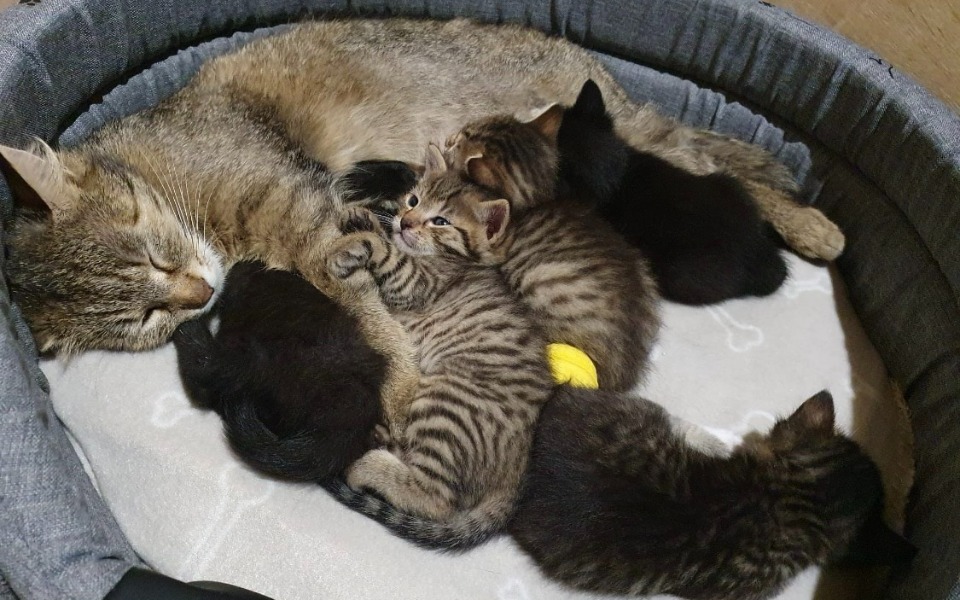 
        Zbiórka Uratowana kotka Tosia i maluchy. - zdjęcie główne
    