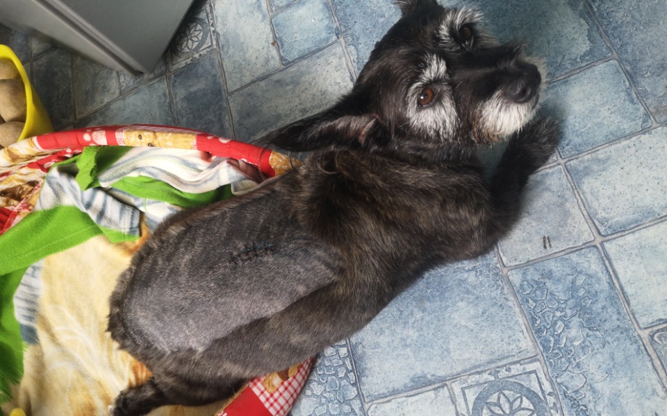 
        Zbiórka By Figa znów mogła chodzić - zdjęcie główne
    