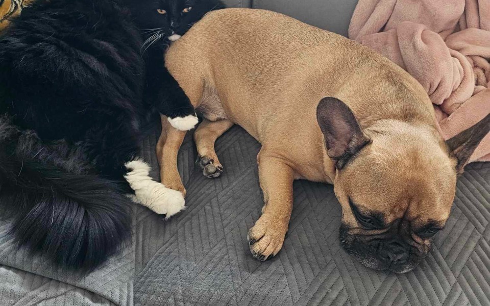 
        Zbiórka Operacja buldoŻka - zdjęcie główne
    