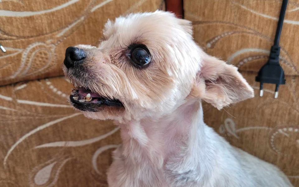 
        Zbiórka Operacja drugiej łapki. - zdjęcie główne
    