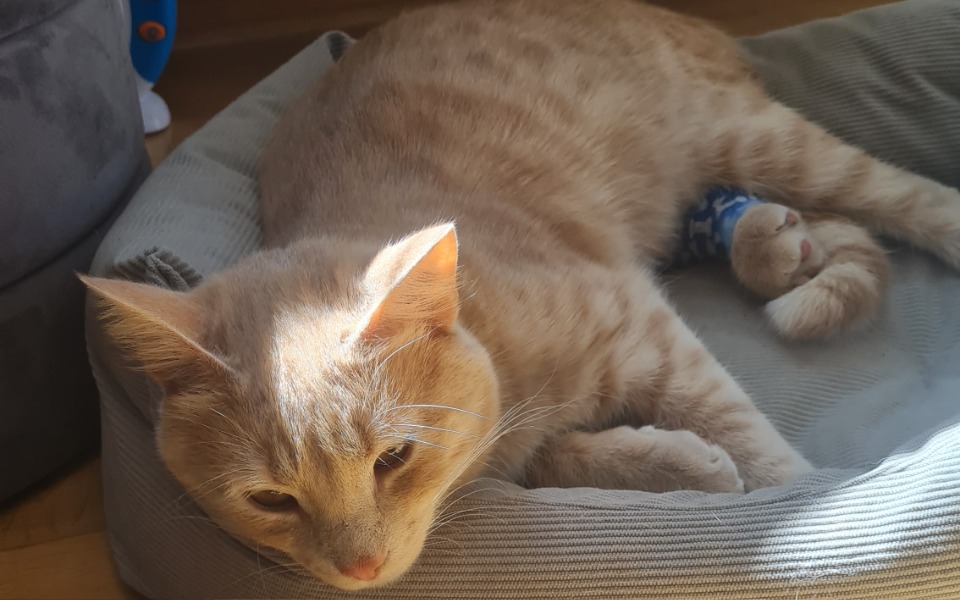 
        Zbiórka Leczenie złamania Biszkopta - zdjęcie główne
    