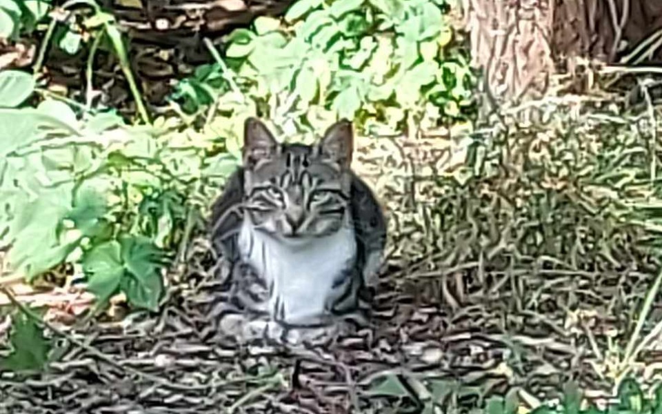 
        Zbiórka Klatka na koty łapka - zdjęcie główne
    