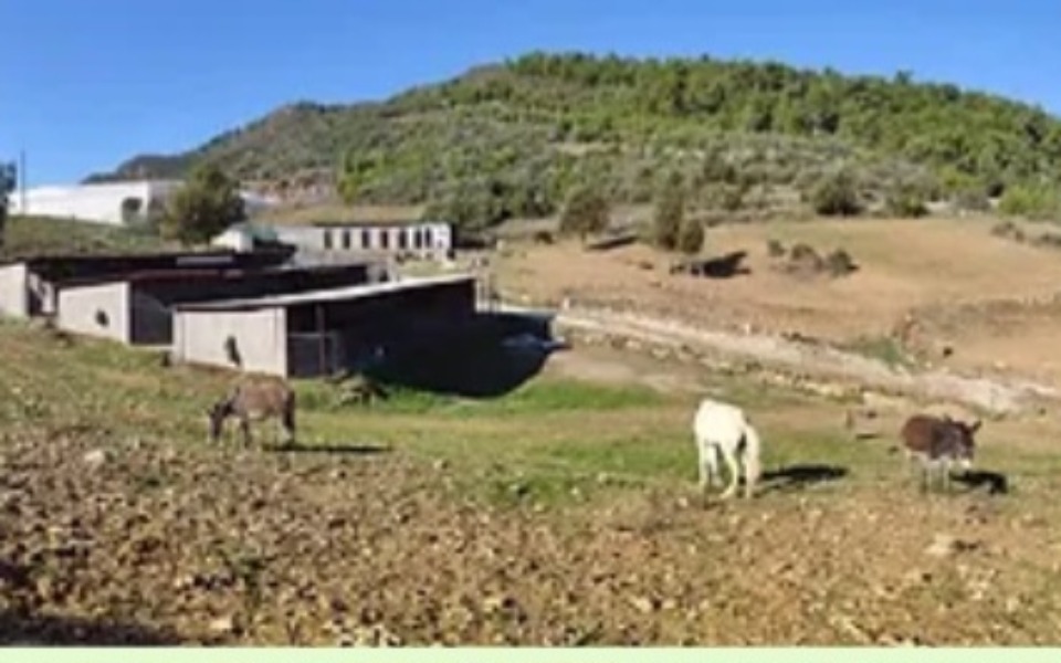 
        Zbiórka Pomoc dla schroniska w Alanii. - zdjęcie główne
    