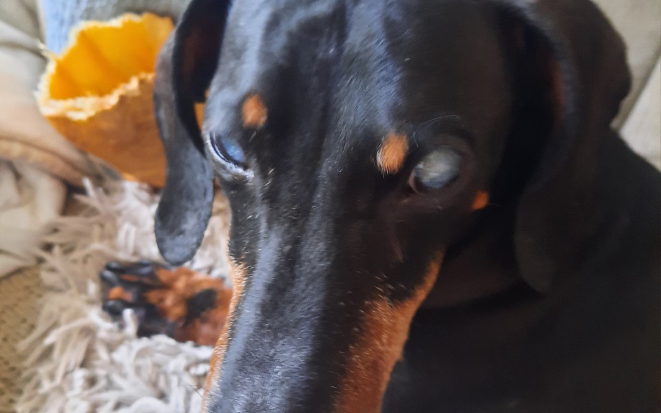 
        Zbiórka Uratujmy chociaż jedno oko Diego - zdjęcie główne
    