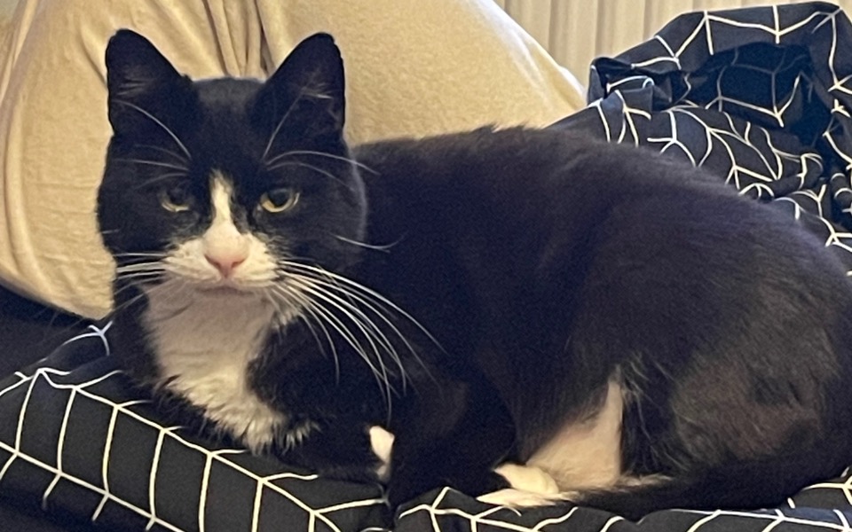 
        Zbiórka Uratujmy życie mojemu kotkowi - zdjęcie główne
    