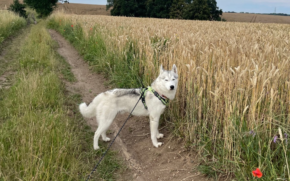 
        Siberian Husky na polnej drodze.
    