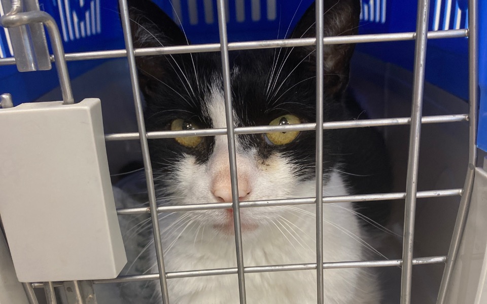 
        Zbiórka Walka Kuby zapalenie otrzewnej - zdjęcie główne
    