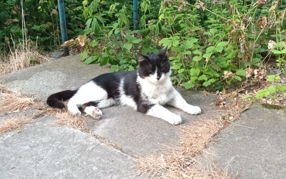 
        Zbiórka Na leczenie Pirata - zdjęcie główne
    