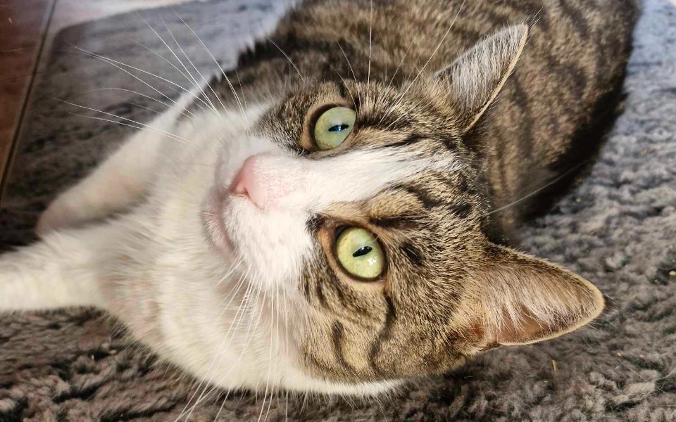 
        Zbiórka Pomóż Gabi znowu chodzić - zdjęcie główne
    